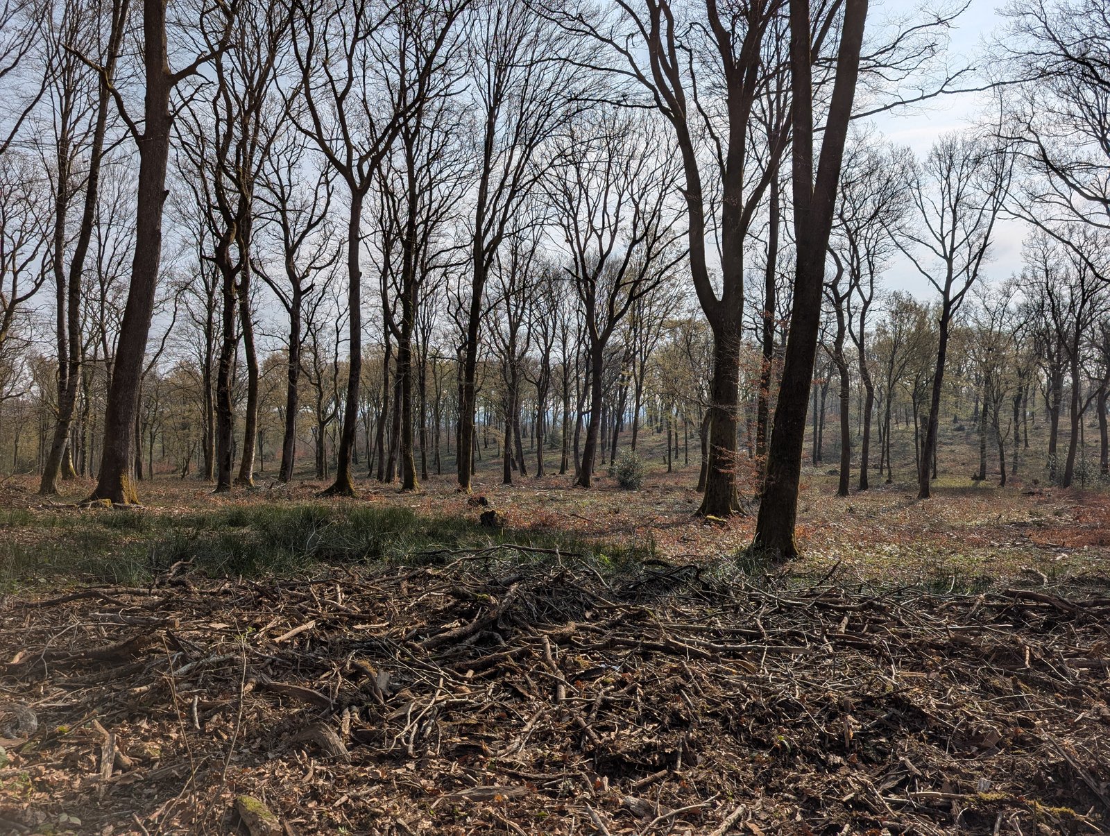 Forêt