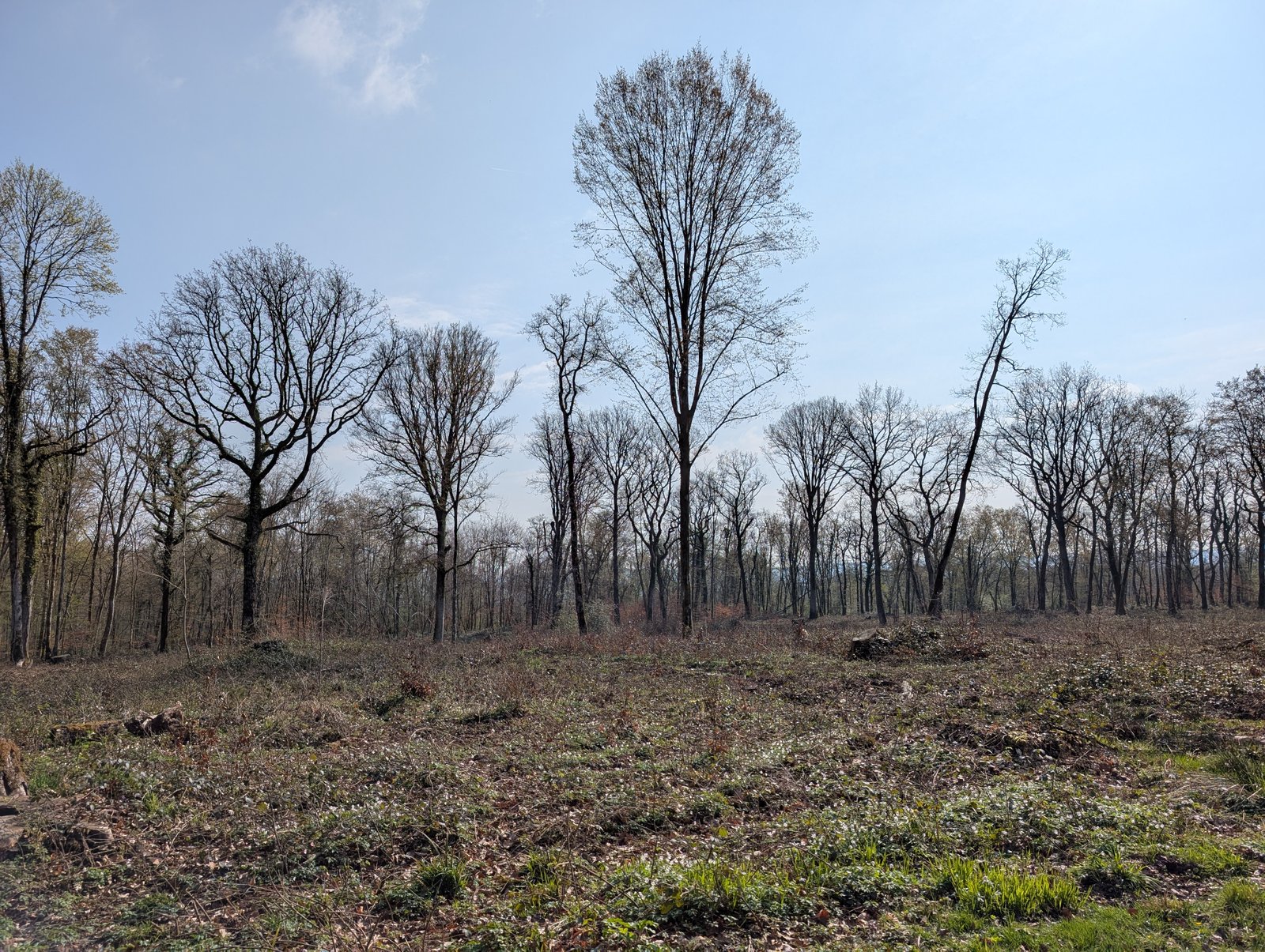 Forêt