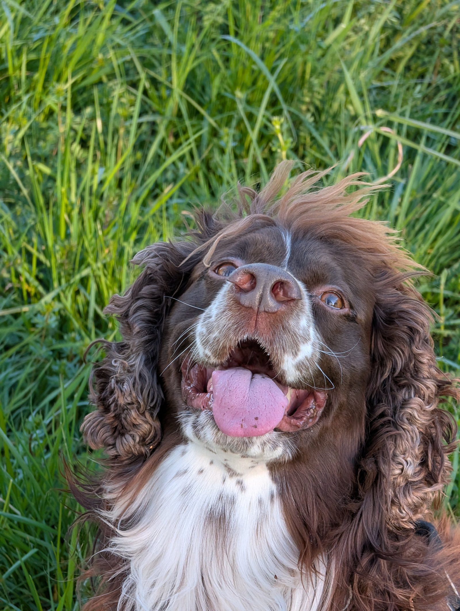 Chien