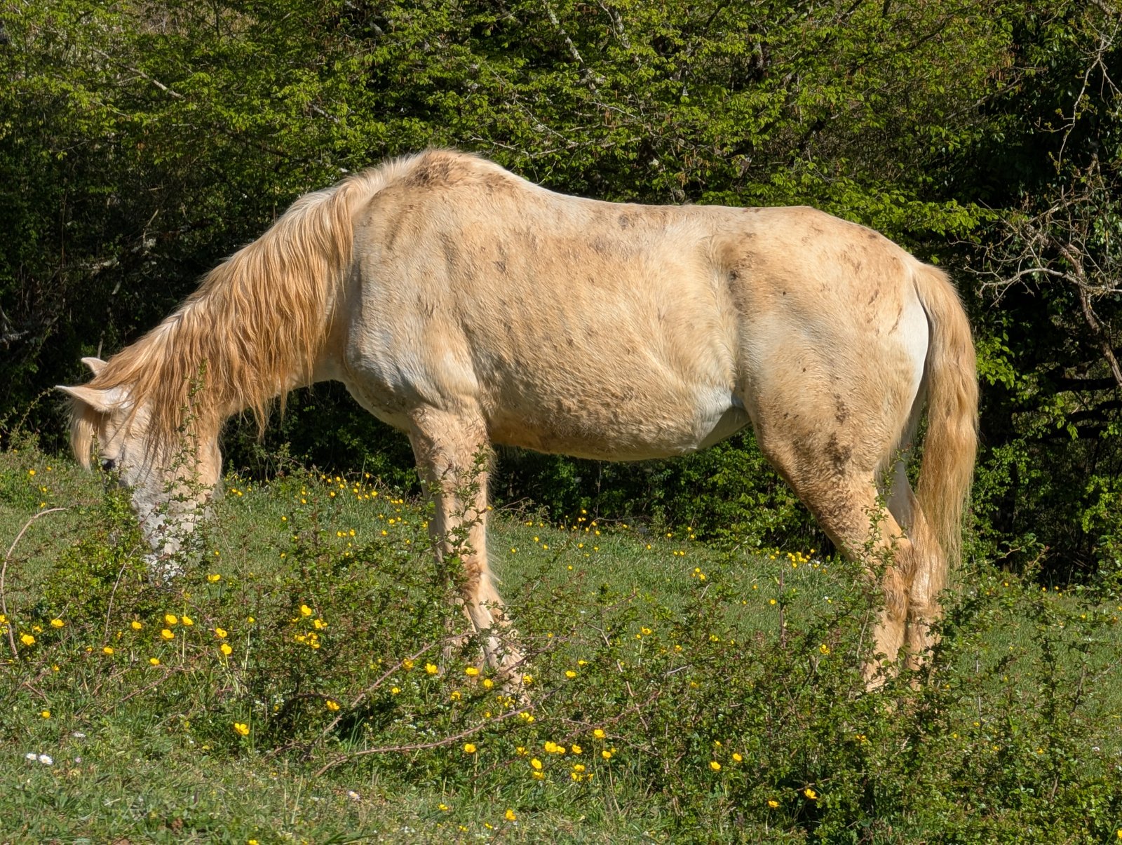 Cheval