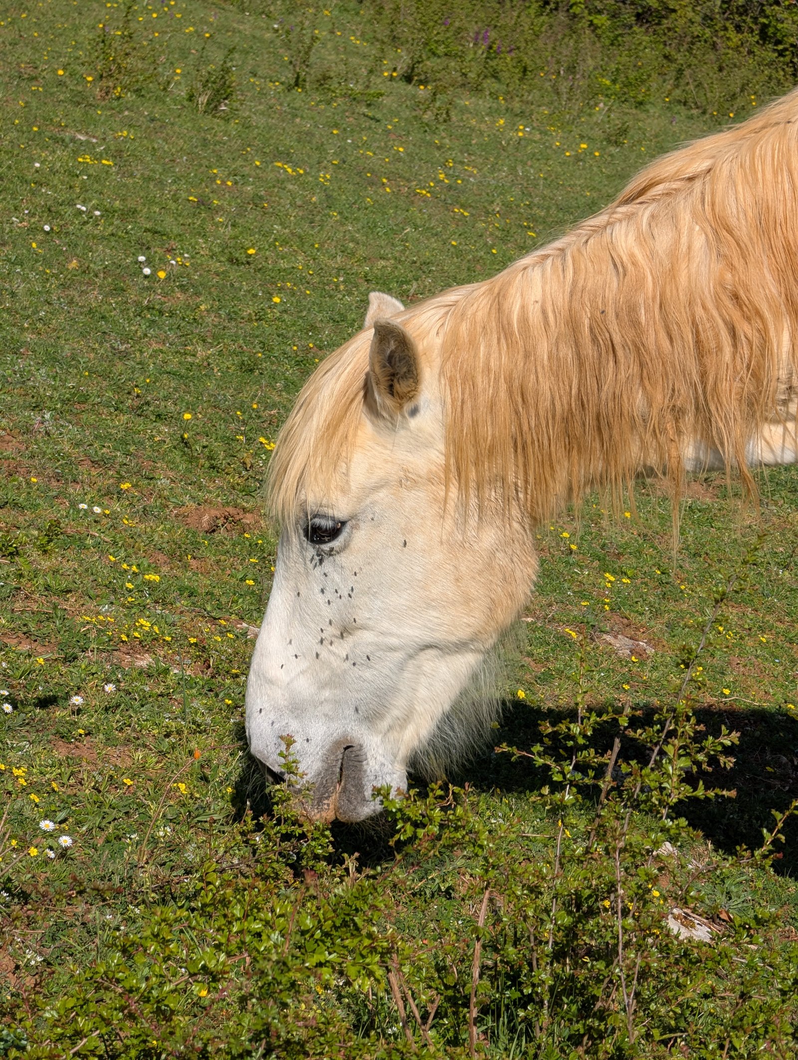 Cheval