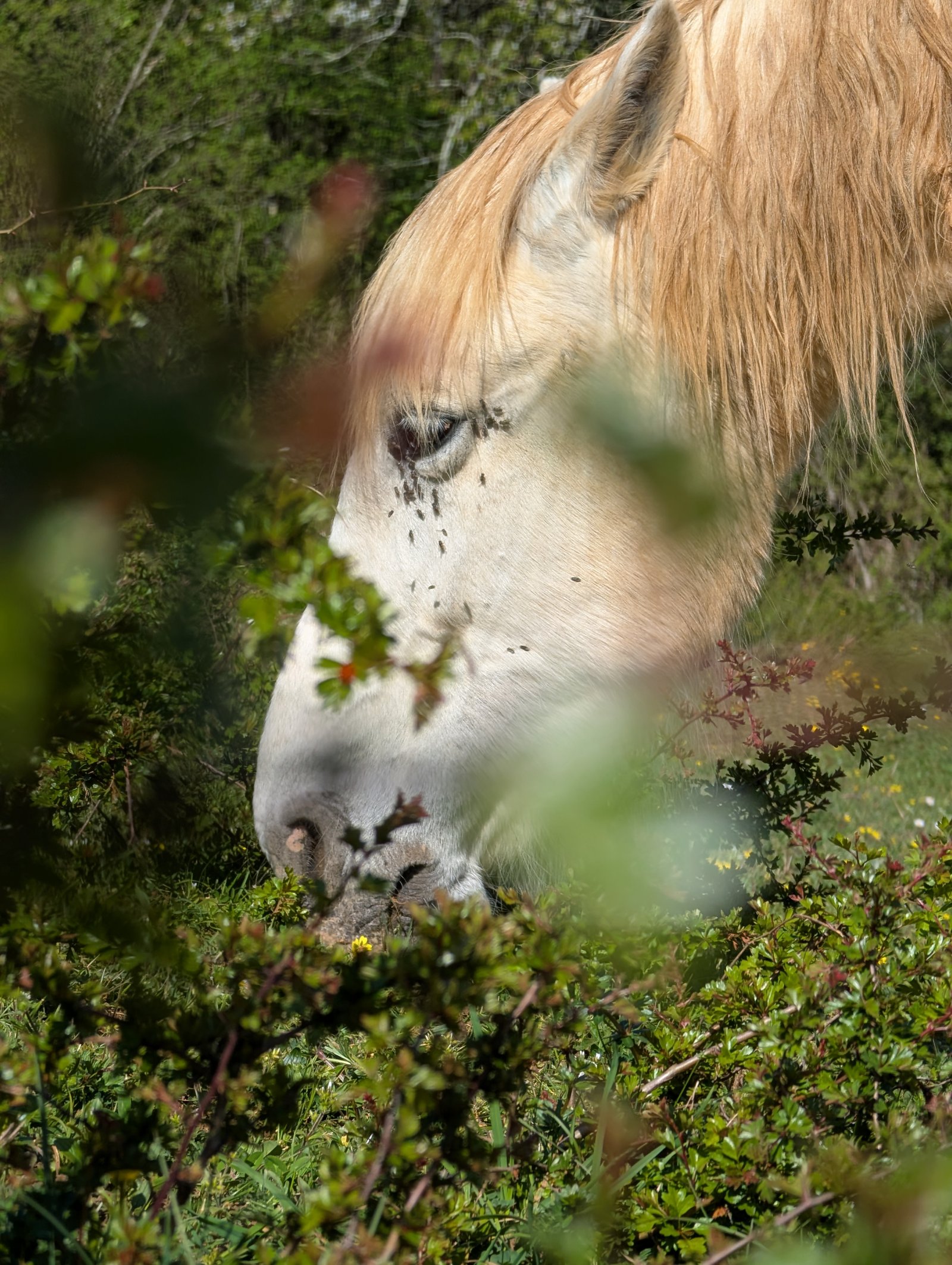 Cheval