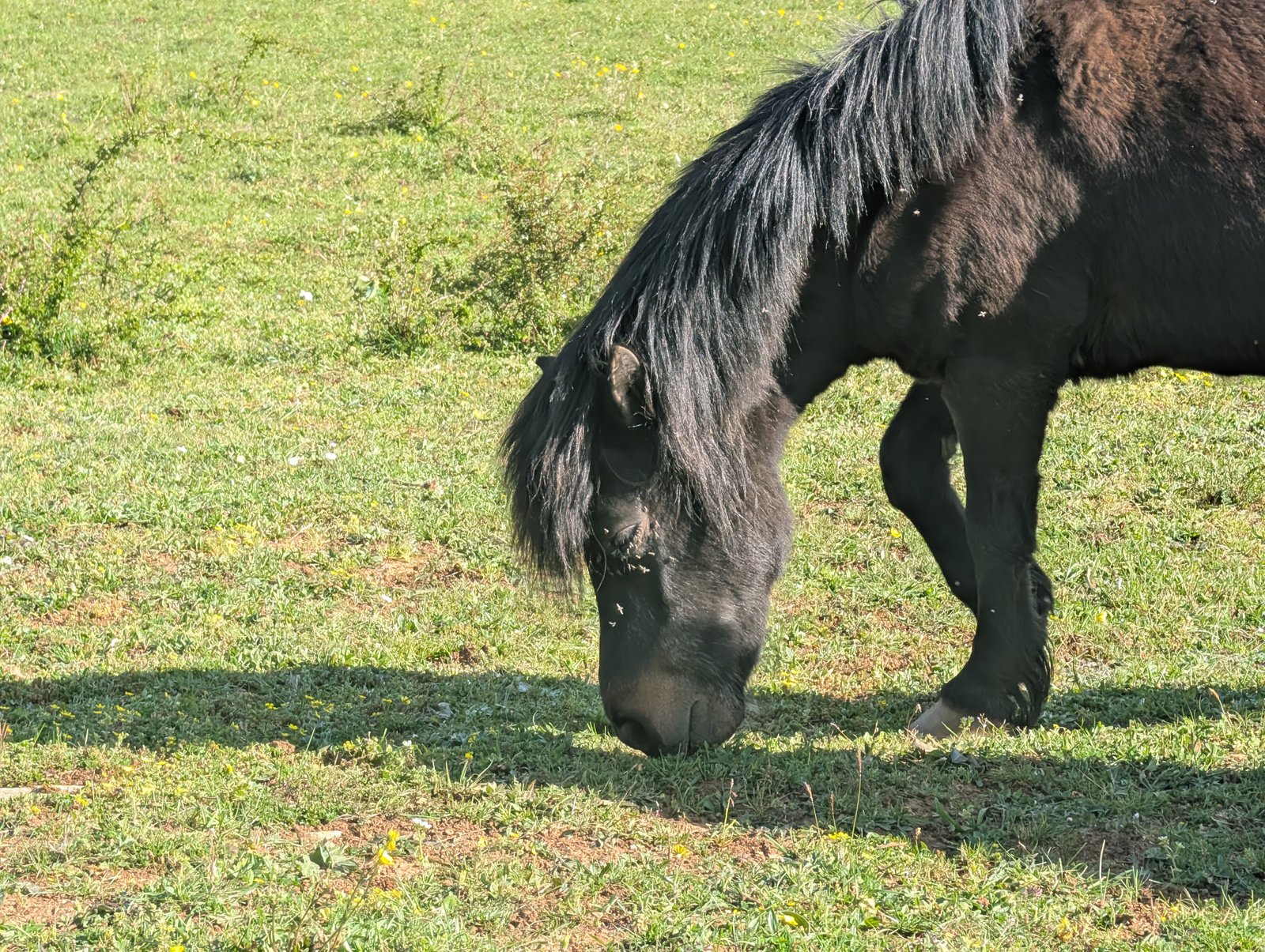 Cheval