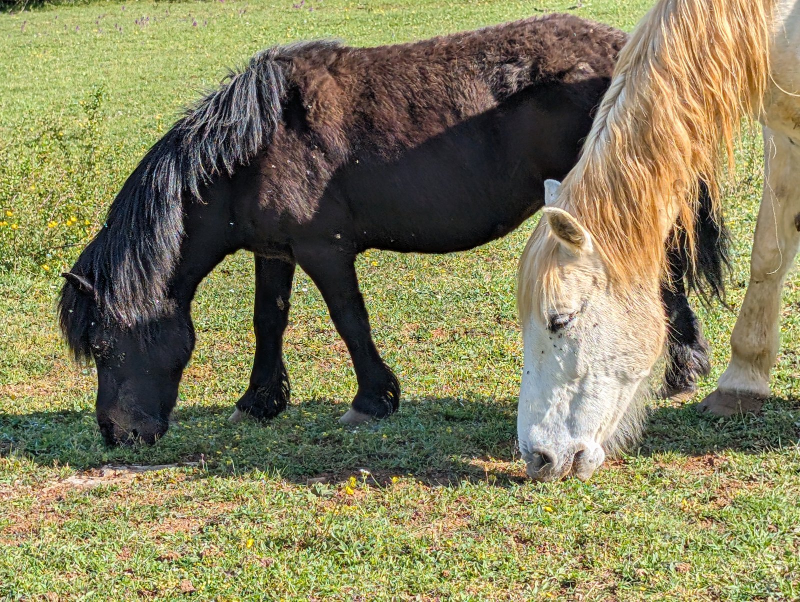 Cheval