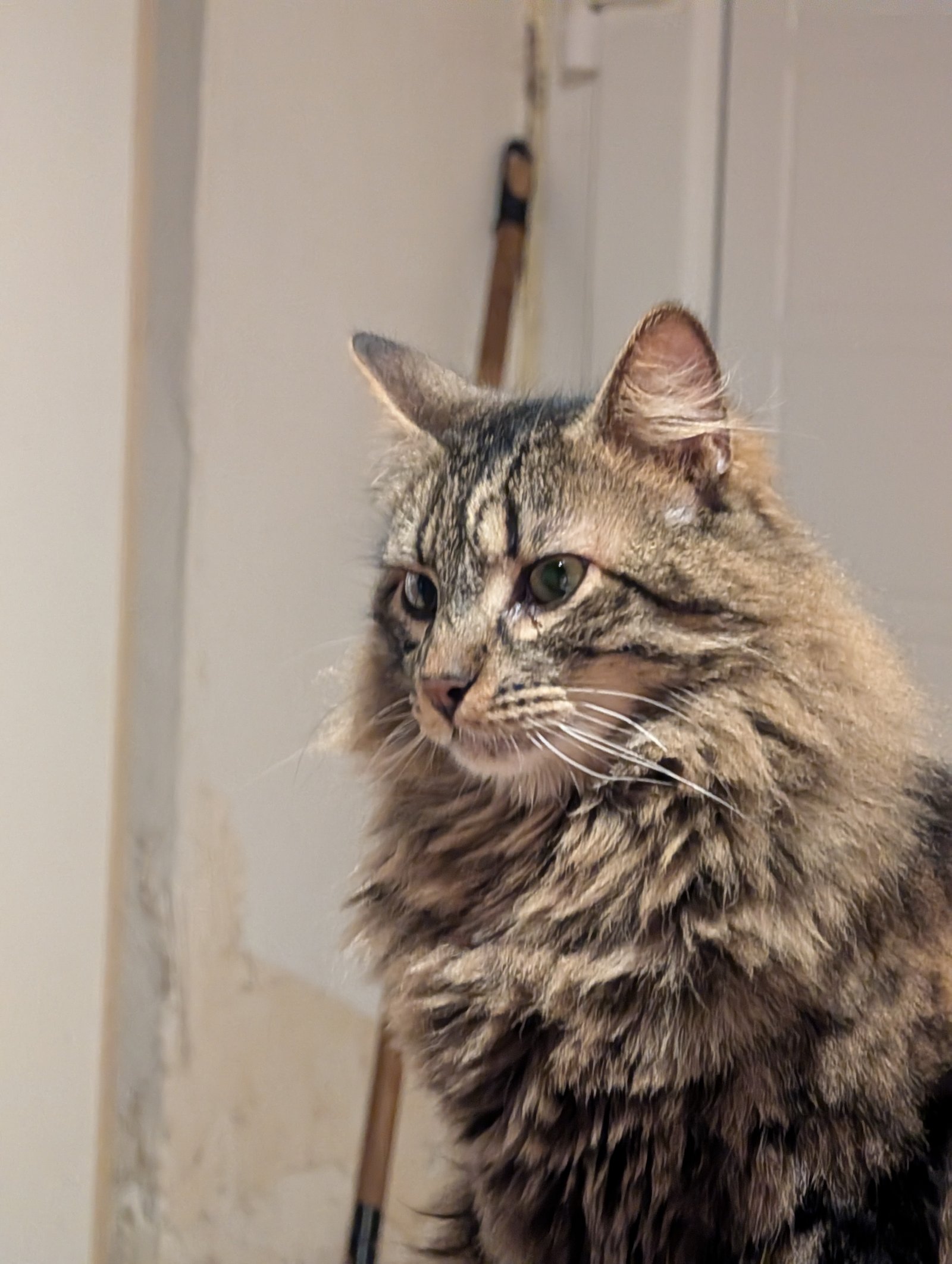 Chat