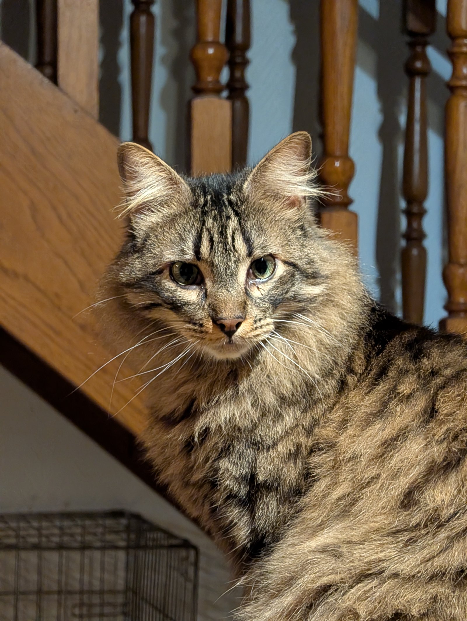 Chat