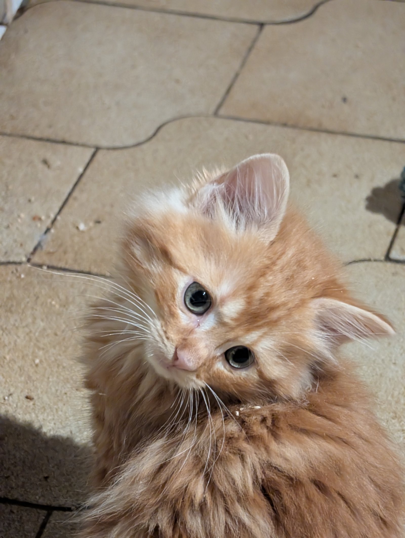 Chat