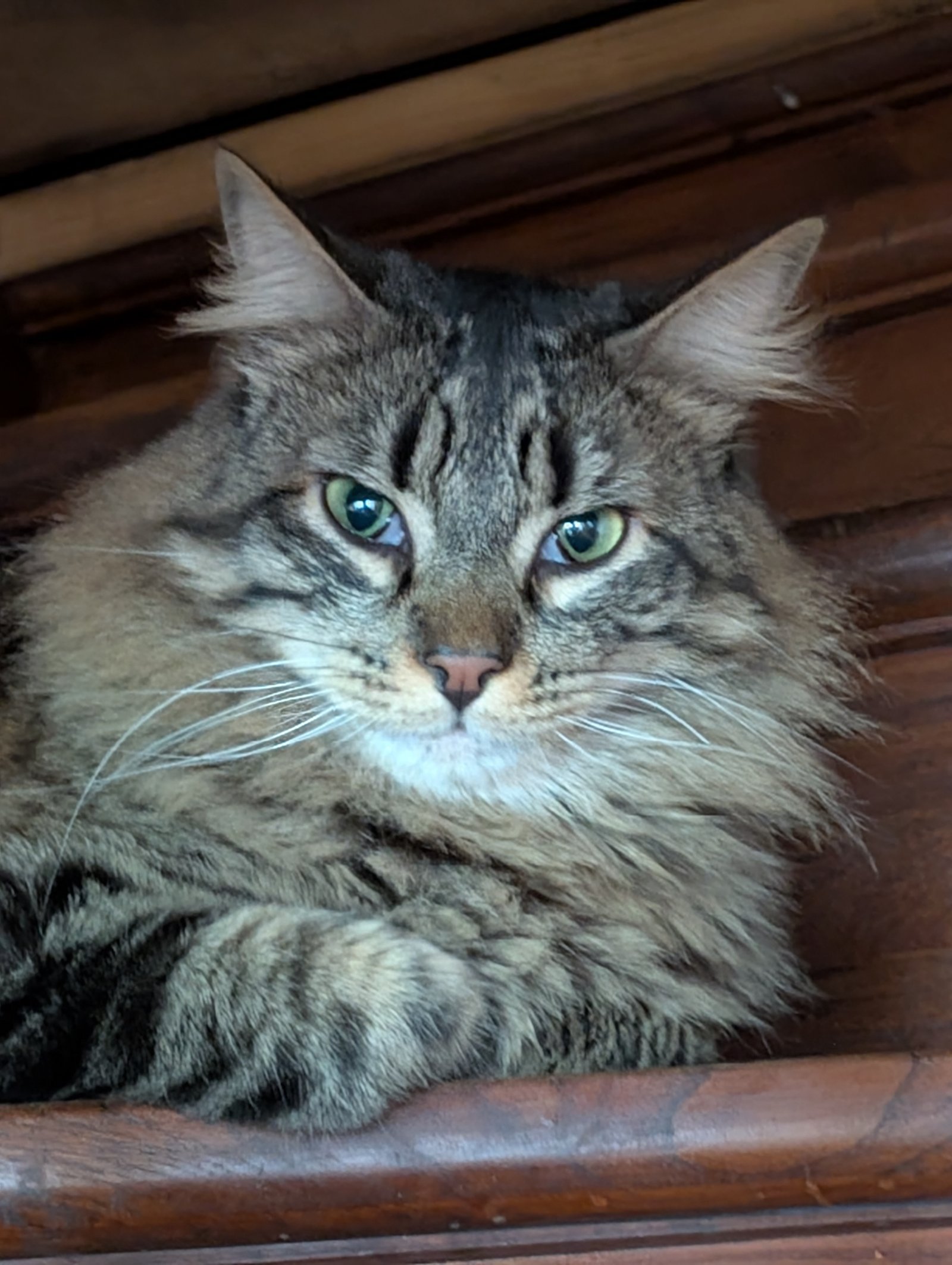 Chat