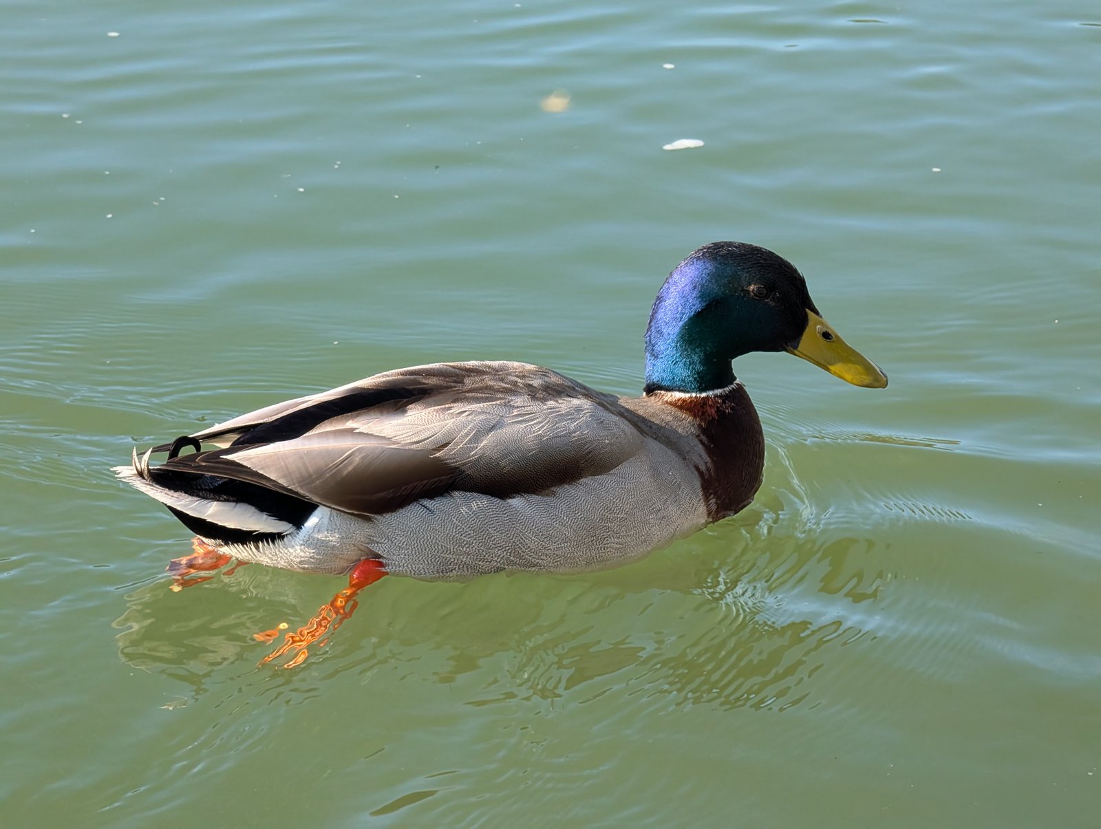 Cannard