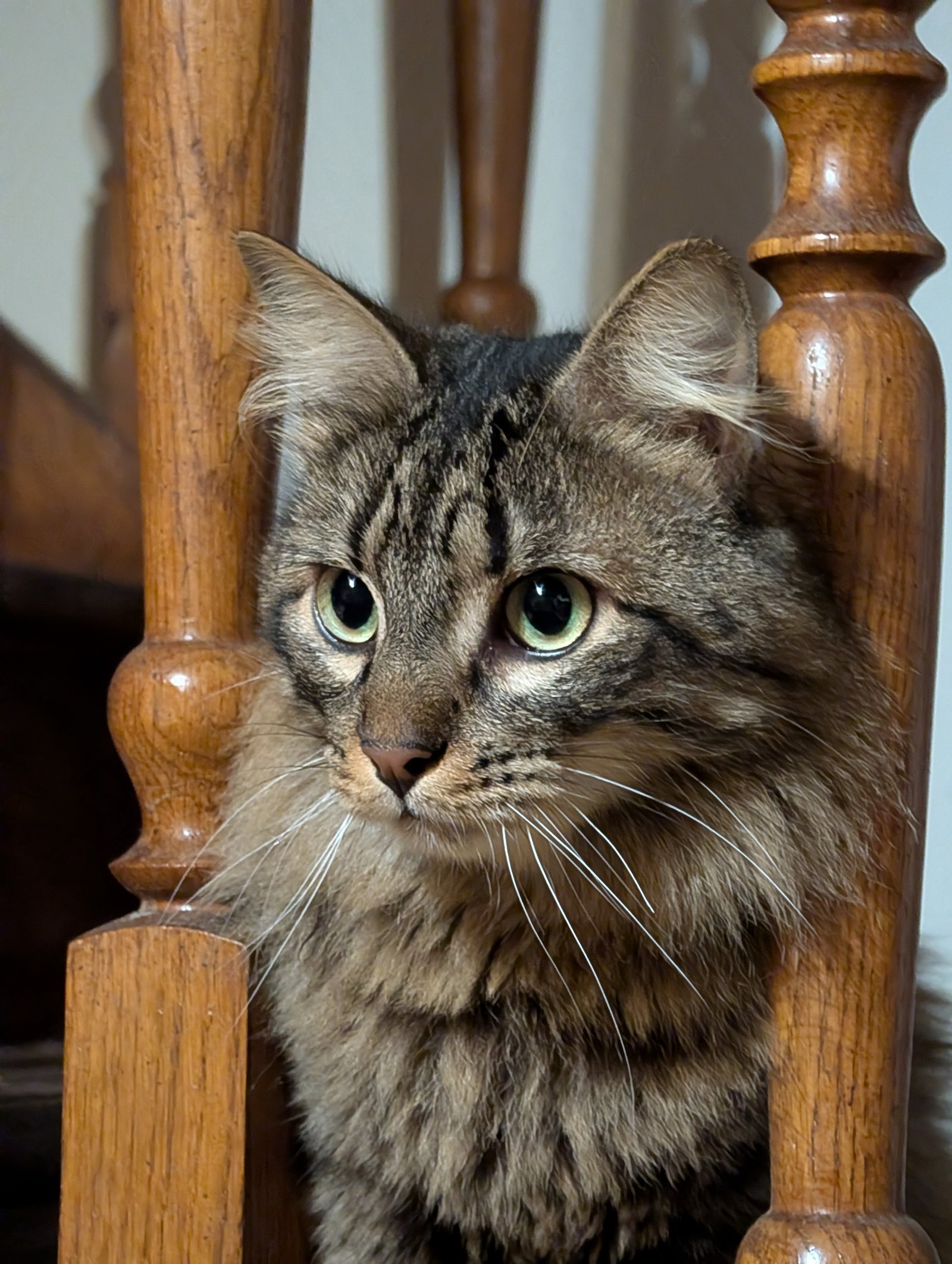 Chat