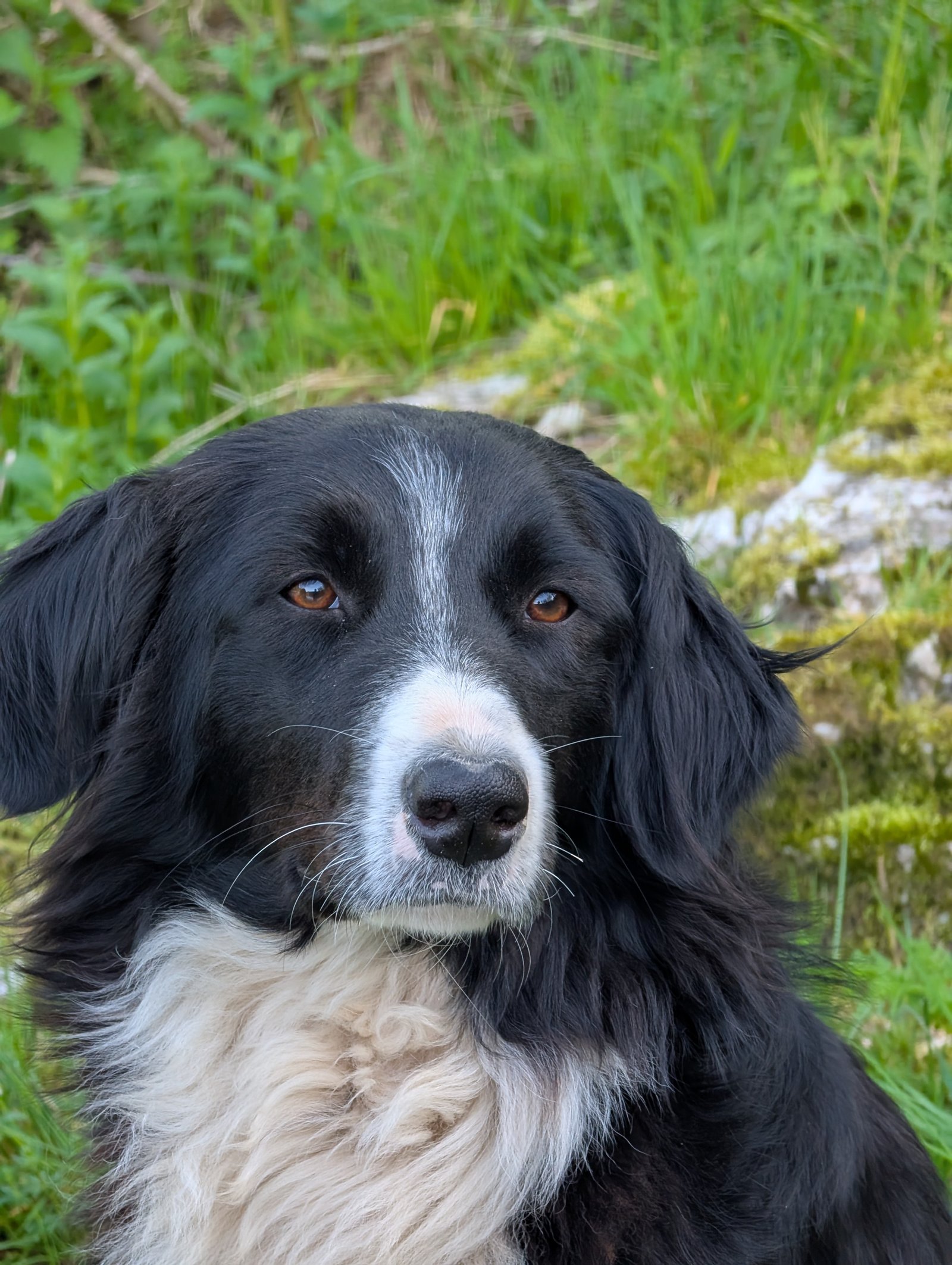 Chien
