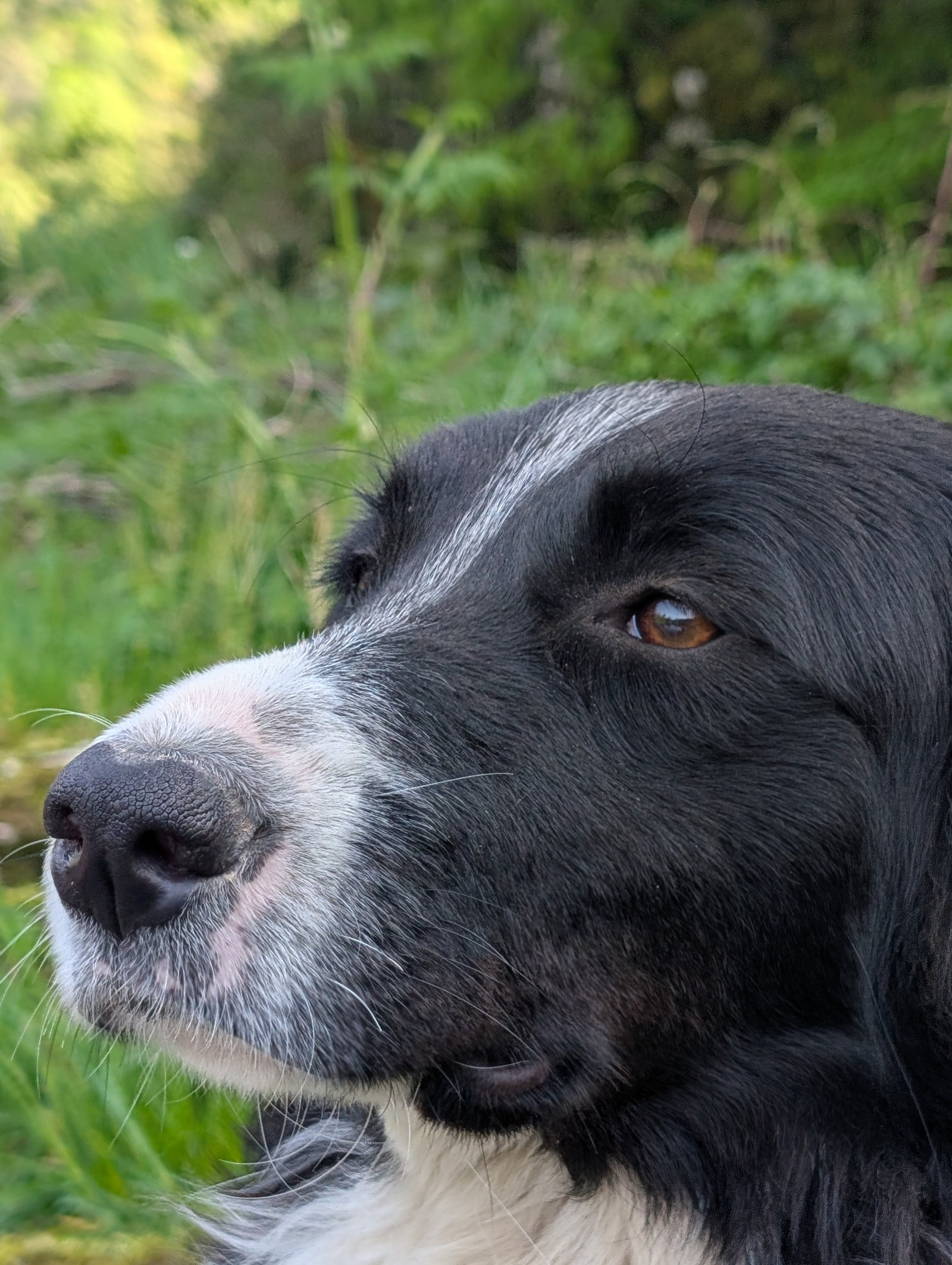 Chien