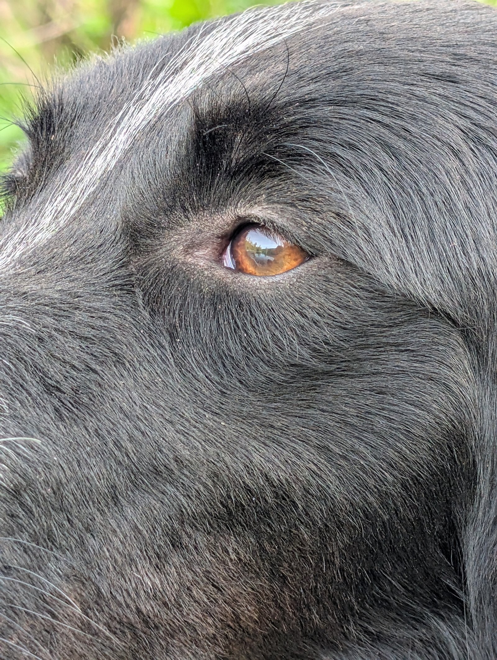 Chien